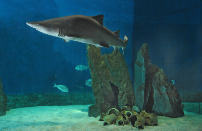 Acquario di Genova